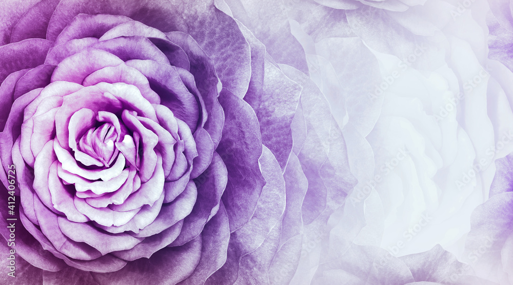 Obraz premium Floral purple background. purple petals roses flowers. Close-up. floral collage. Flower composition. Nature. .