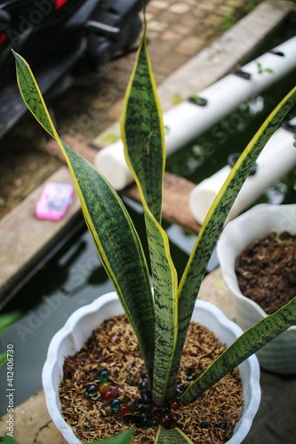 aloe vera plant
