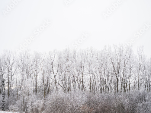 frosty winter trees