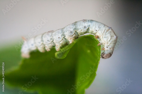 White silkworm on mulberry leaf photo