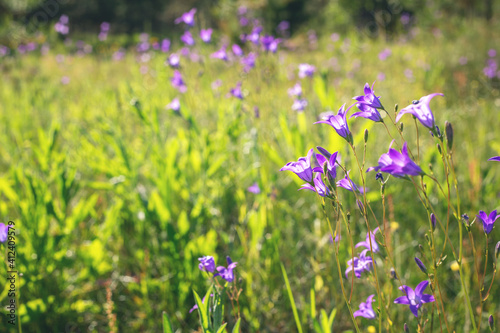 Floral background with bluebells flowers. Selective focus. Close-up - Image