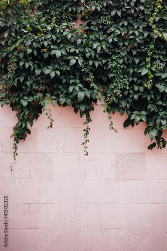 Ivy on Pink Wall photo