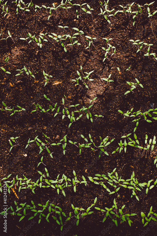 Vegetable sprout on earth