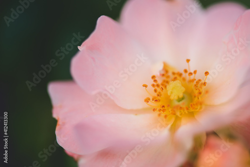 a rose by any other name