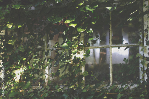 The windows on a derelict building covered with ivy photo