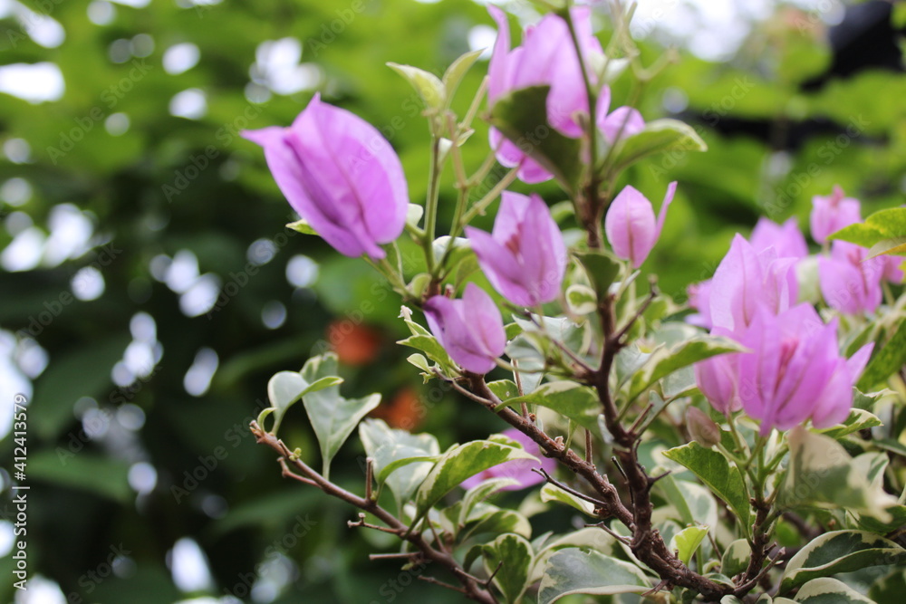 Fototapeta premium bugenvil