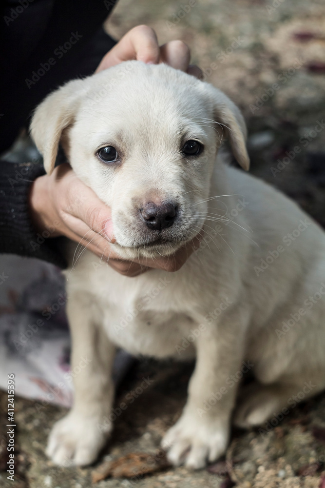 Cute puppy Cute puppy