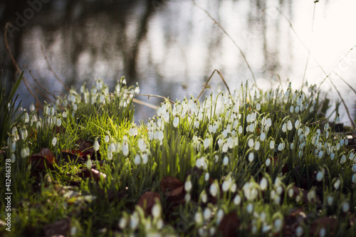 Snowdrops en masse