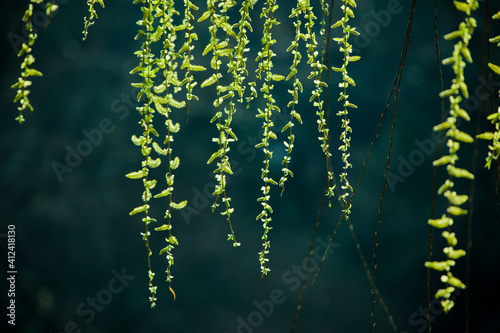Weeping Willow