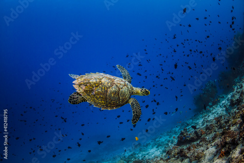 Sea Turtle Maldives photo