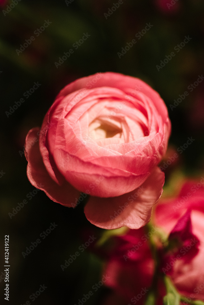 pink ranunculus flower in a shaft of sunlight pink ranunculus flower in a shaft of sunlight