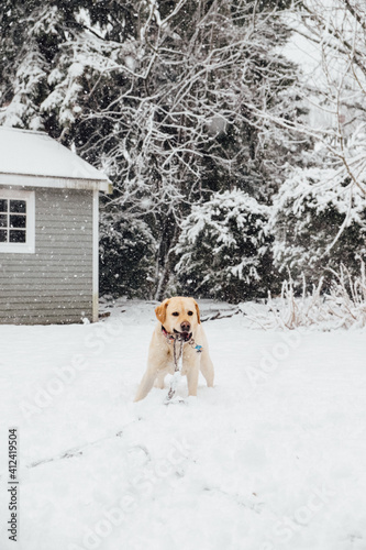 A yellow lab puppy dog playing with his leash in the snow.