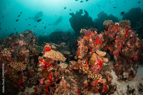 Underwater photography, scuba divers swimming among colorful reef ecosystem surrounded by tropical reef fish. Colorful reef life, tropical ocean scene