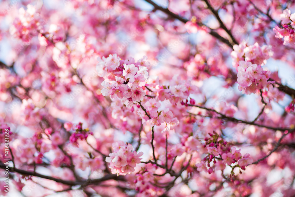 pink cherry blossom(河津桜)