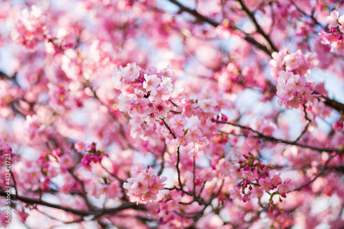 pink cherry blossom(河津桜)