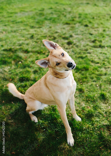 Mixed Breed Dog in Grass