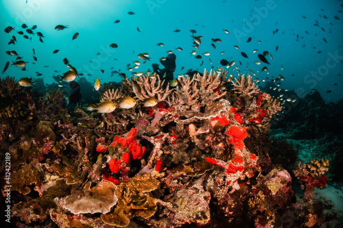Underwater photography, coral reef ecosystem surrounded by tropical reef fish. Colorful reef scene, deep blue water, vibrant reef life