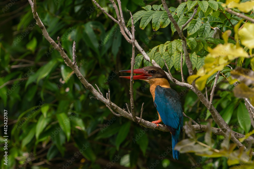 Fototapeta premium Stork-billed kingfisher perching on the tree branch.