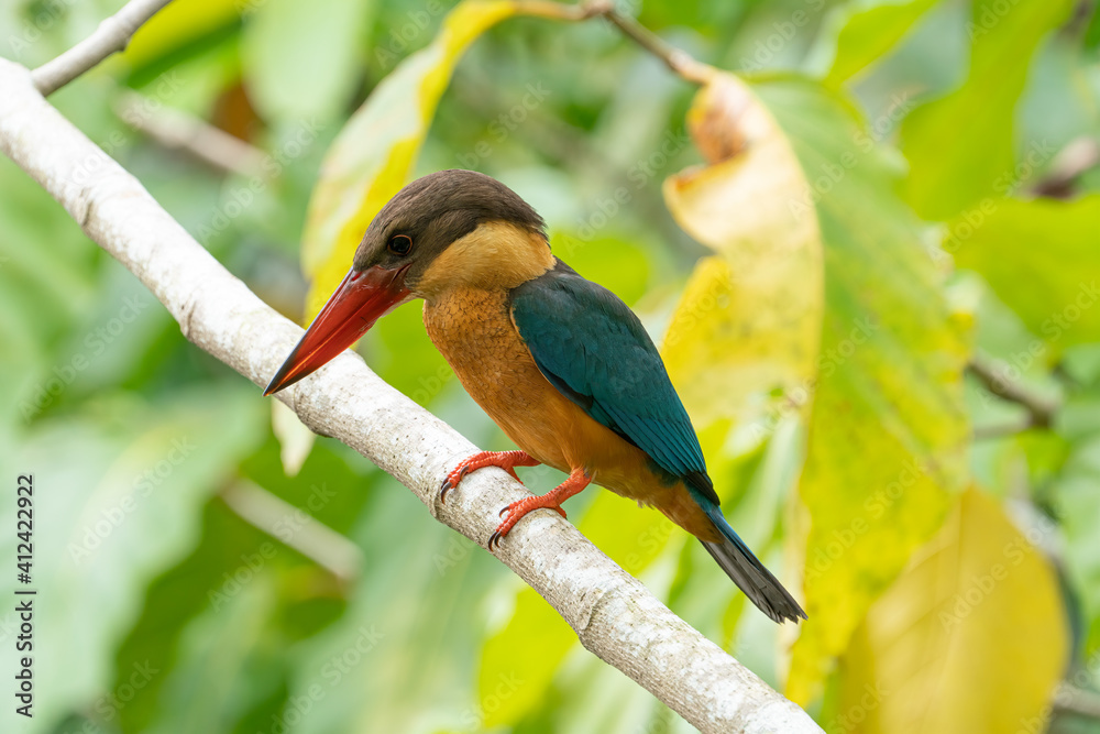Fototapeta premium Stork-billed kingfisher perching on the tree branch.