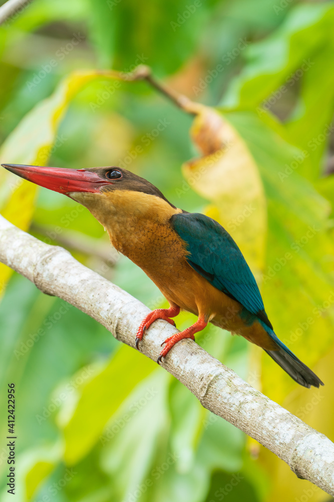 Obraz premium Stork-billed kingfisher looking up the sky.
