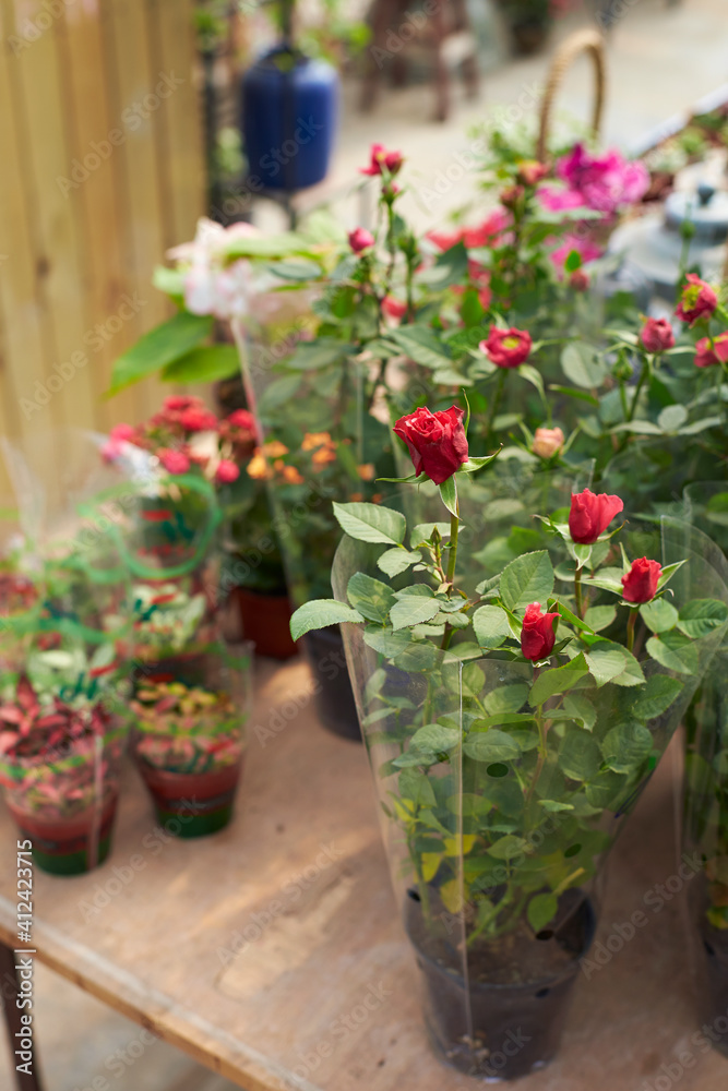 rose in pot rose in pot