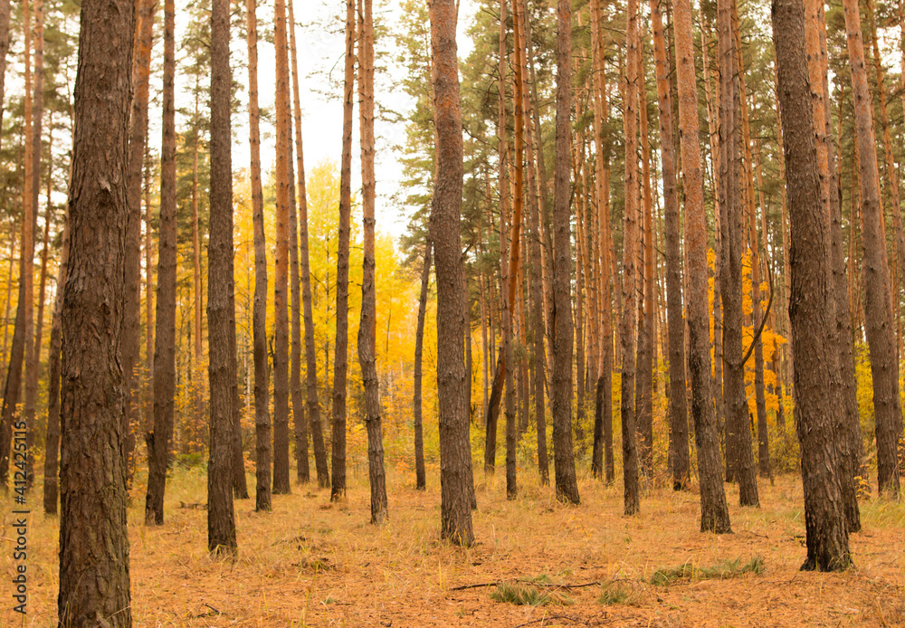 autumn forest of trees