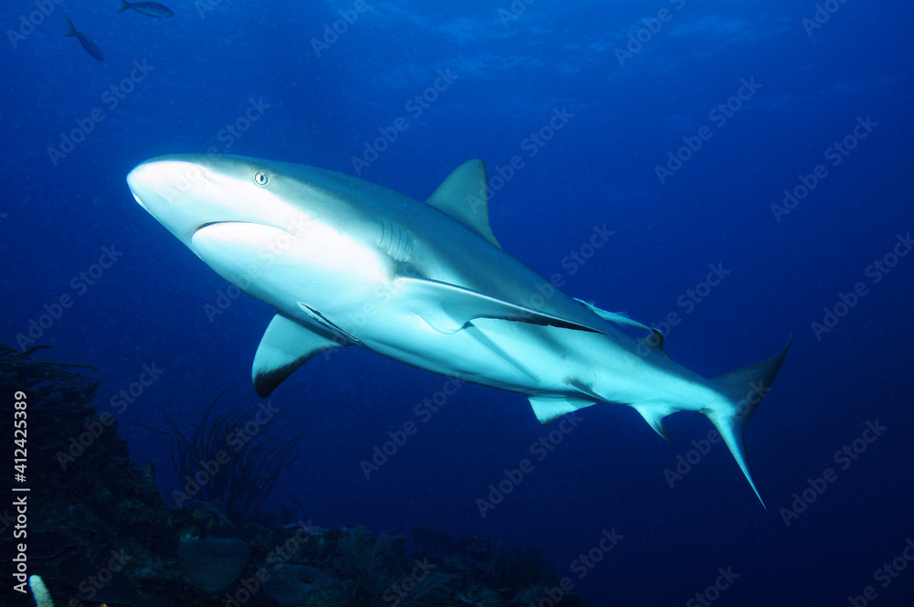 Grey reef shark, Palau Grey reef shark, Palau