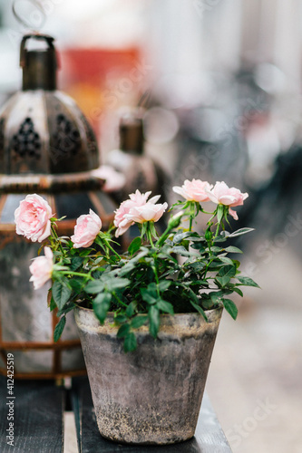 Vintage lantern and pink roses in flowerpot