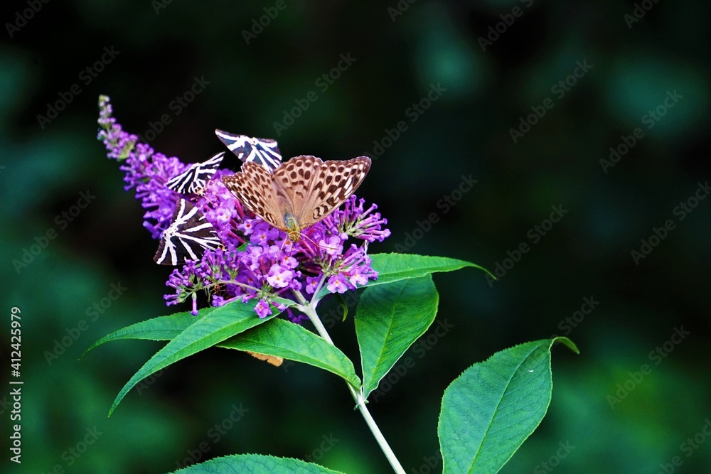 Jersey tiger and Silver-washed fritillary butterflies on Buddleja davidii Jersey tiger and Silver-washed fritillary butterflies on Buddleja davidii