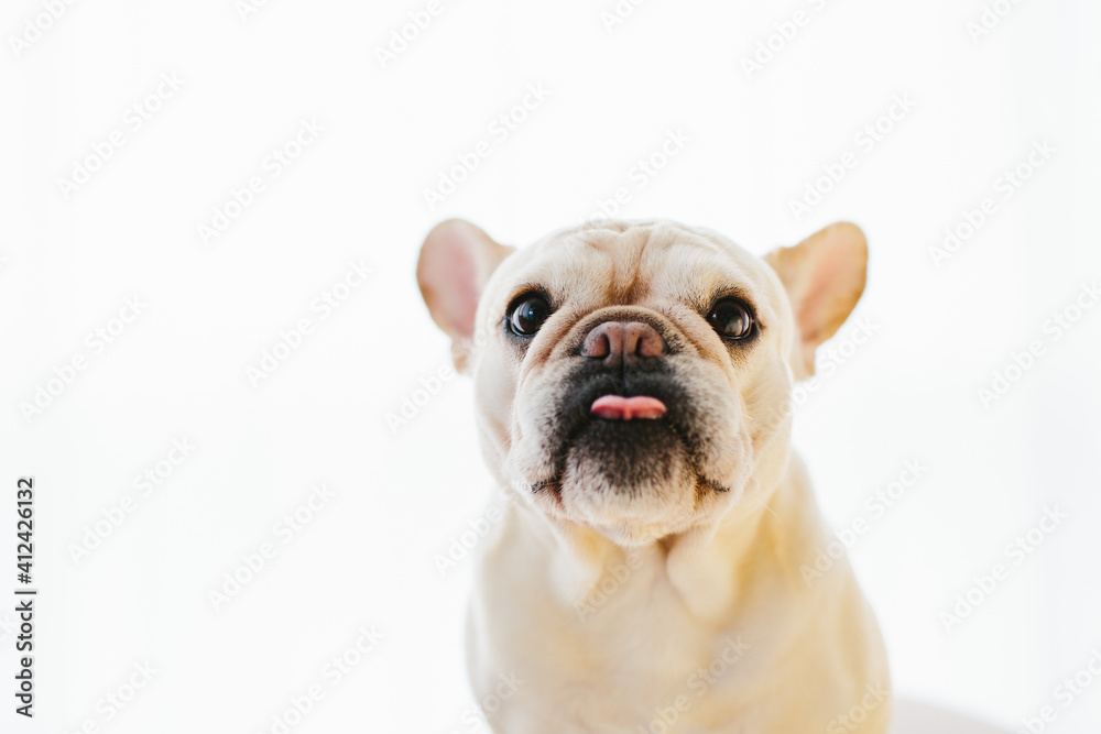 french bulldog sticking out tongue french bulldog sticking out tongue