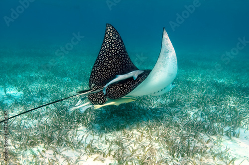 Eagle ray, Hol Chan Marine Reserve, Belize.
