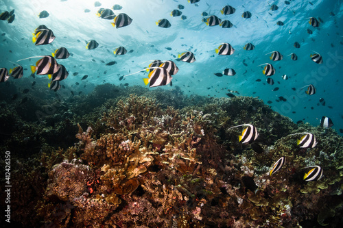 Underwater photography, coral reef ecosystem surrounded by tropical reef fish. Colorful reef scene, deep blue water, vibrant reef life