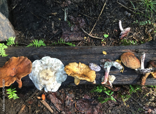 Variety of assorted mushrooms found in forest photo