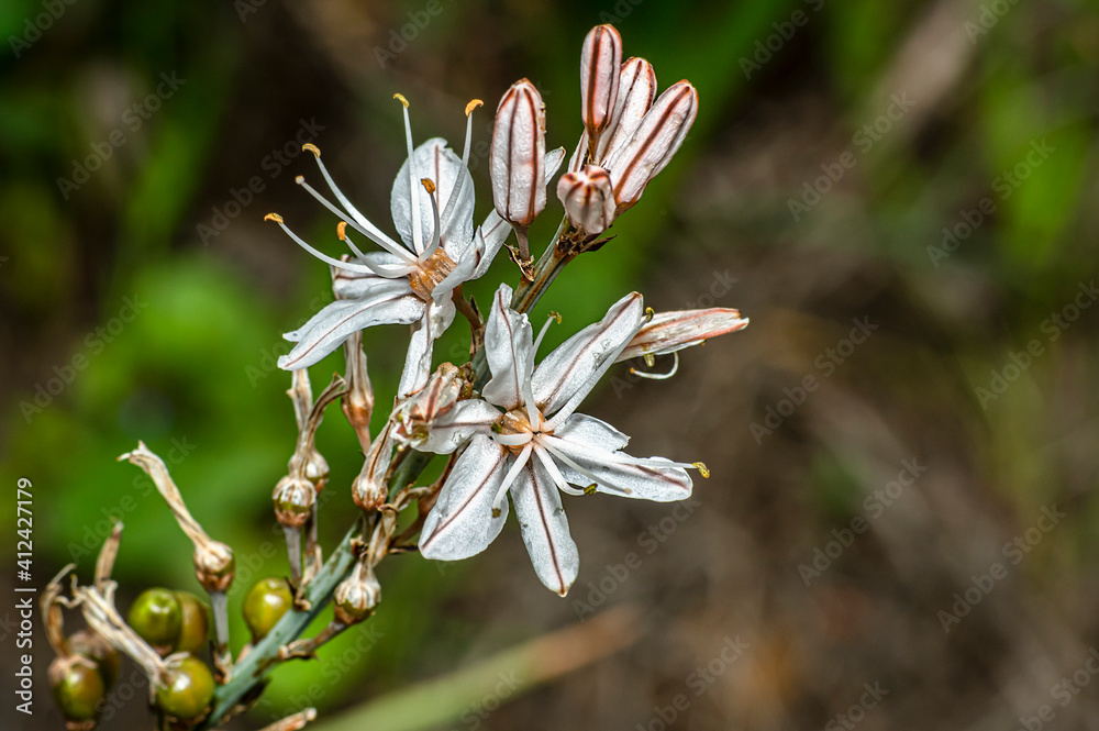 Asphodel Photographed in the Countryside of Sardinia with Selective Focus, Blurred Background and Small Depth of Field Asphodel Photographed in the Countryside of Sardinia with Selective Focus, Blurred Background and Small Depth of Field