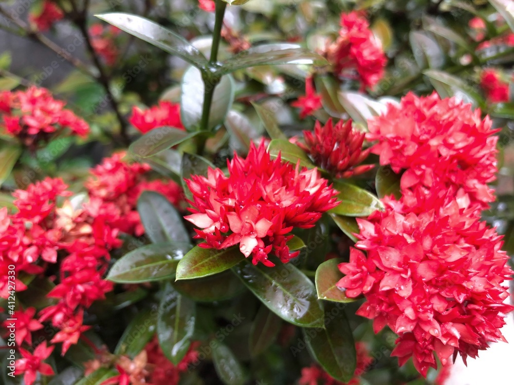 red and white flowers red and white flowers