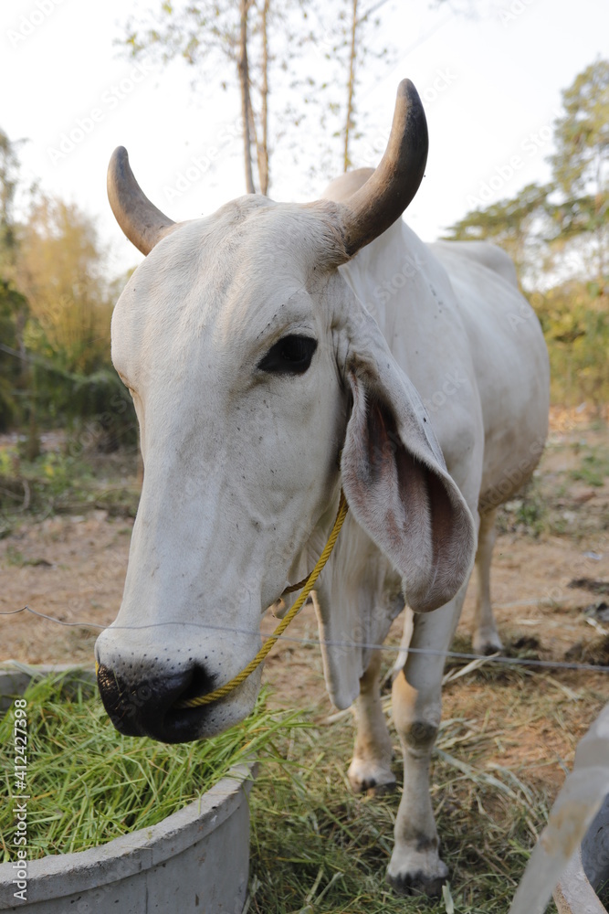 Face of a cow, cute and friendly expression. Face of a cow, cute and friendly expression.