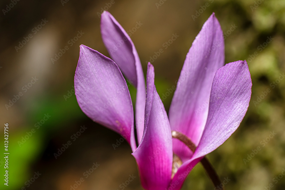 Wild Cyclmino Flower in Sardinia, Macro Photography, Naturalistic Photography Wild Cyclmino Flower in Sardinia, Macro Photography, Naturalistic Photography