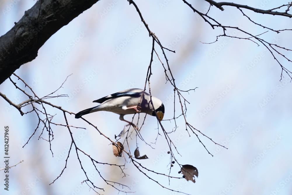 japanese grosbeak on the branch
japanese grosbeak on the branch