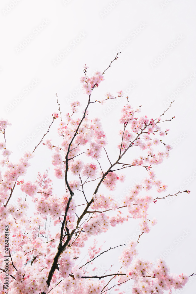 Pink Spring Blossoms Pink Spring Blossoms