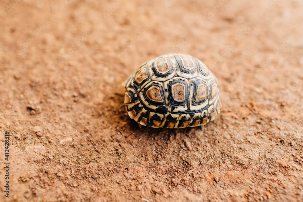 young tortoise hiding in shell in Tanzania