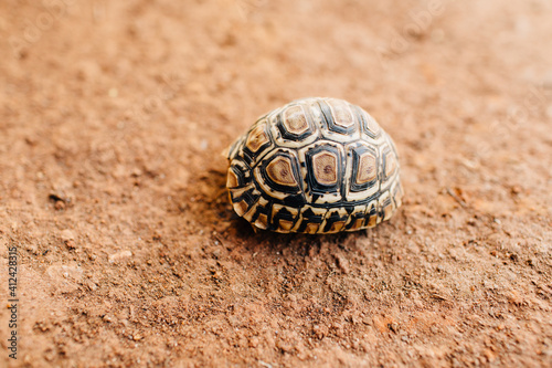 Fotografie young tortoise hiding in shell in Tanzania