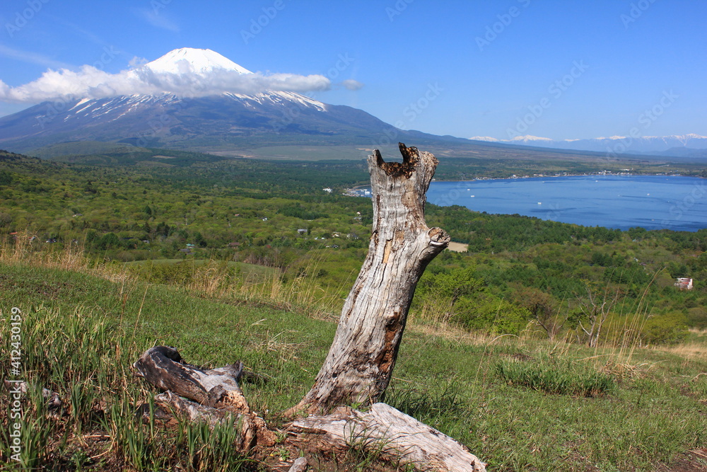 Fototapeta premium 山中湖と冨士山 明神山からの眺め。山中湖の東にある明神山から、山中湖と富士山を一望する。春、手前の草原も緑に草が大地を彩る。目の前には一本の朽木。
