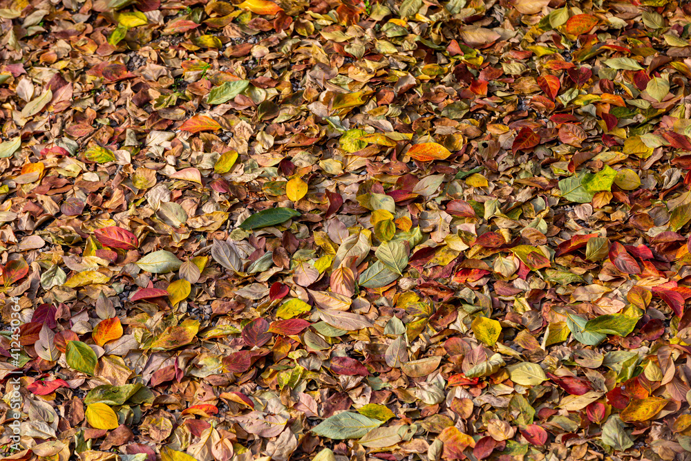 foliage, red and yellow leaves fallen to the ground in the autumn season	