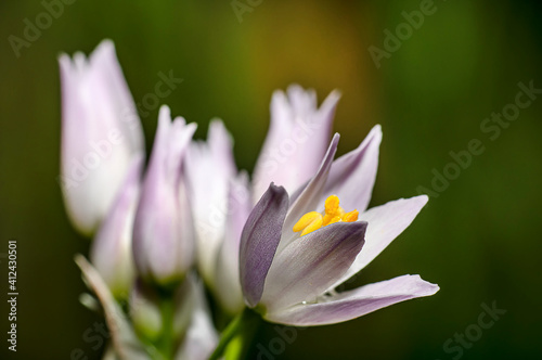 Wild Garlic Flower  Allium Ursinum  Sardinia  Macro Photography  Close Up