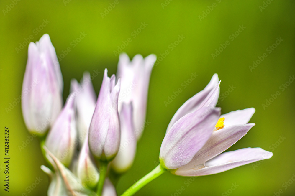 Wild Garlic Flower, Allium Ursinum, Sardinia, Macro Photography, Close Up Wild Garlic Flower, Allium Ursinum, Sardinia, Macro Photography, Close Up