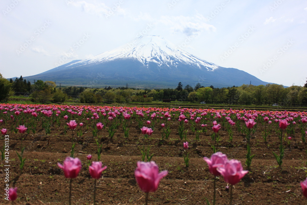 Fototapeta premium 花畑と冨士山。チューリップ畑の向こうに雪をかぶった富士山が見える。山中湖「花の都公園」より。