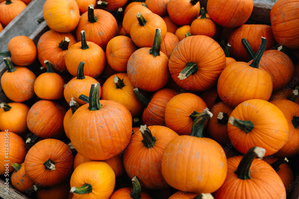 pumpkins for sale pumpkins for sale