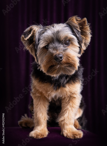 Yorkshire Terrier Dog