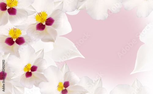 White-pink orchids flowers. Floral background. Closeup. Greeting card. Nature..