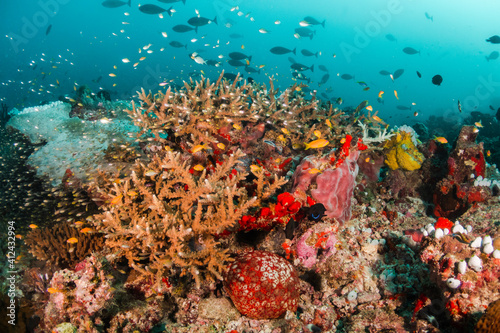 Fototapeta Naklejka Na Ścianę i Meble -  Underwater photography, coral reef ecosystem surrounded by tropical reef fish. Colorful reef scene, deep blue water, vibrant reef life